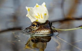 Картинка вода, царевна-лягушка, корона, цветок