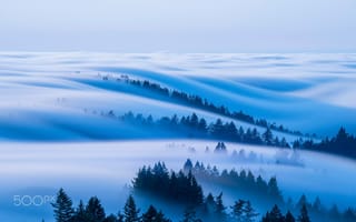Обои лес, туман, утро, небо