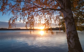 Картинка закат, осень, Lake Saimaa, берёза, Финляндия, озеро, дерево, озеро Сайма, ветки, Finland, Southern Savonia, Южное Саво