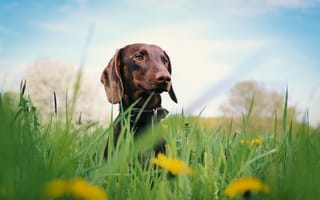 Картинка grass, flowers, dachshund, dog