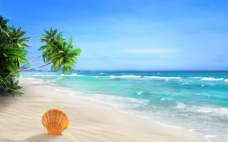 Картинка sea, sand, tropical beach, seashell, palms