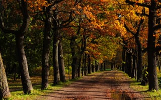 Картинка осень, деревья, настроение, реальное