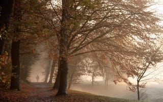 Картинка туман, парк, осень