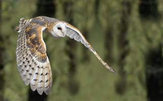 Картинка Barn Owl, птица, природа