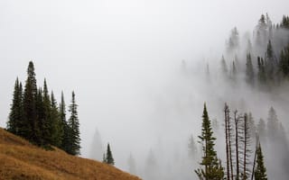 Картинка осень, лес, туман, деревья, горы, склон