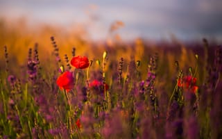 Картинка field, poppies, flowers, lavender, sunny