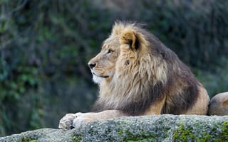 Картинка лев, грива, взгляд, кошка, камень, ©Tambako The Jaguar