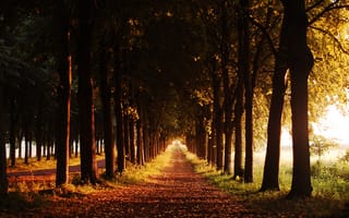 Картинка аллея, тропа, деревья, осень, вечер