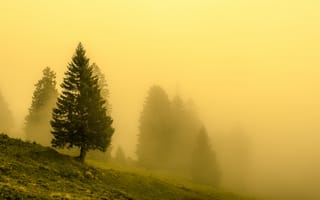 Картинка деревья, природа, туман