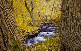 Картинка река, осень, деревья, природа, лес