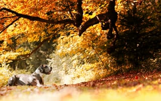 Картинка осень, собака, друг