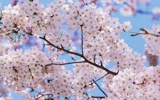 Картинка цветы, деревья, весна
