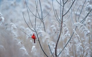 Картинка winter, red, snowing, cardinal, freeze, frost, wildlife, bird