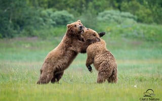 Картинка борьба, медведи, косолапый