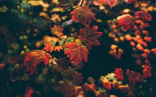Картинка природа, макро, ветка, осень, листва