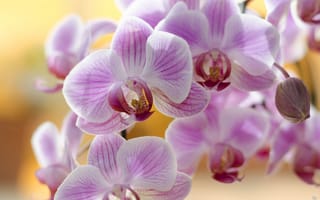 Картинка орхидеи, розовые, цветы, лепестки, растение