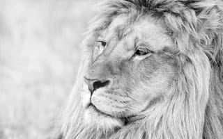 Картинка лев, морда, грива, животное, ч/б, lion