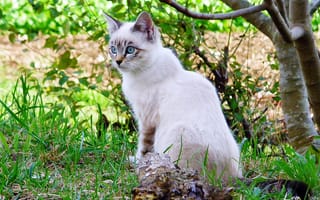 Картинка Leo Margareto, ветки, кошка, белая, трава, дерево