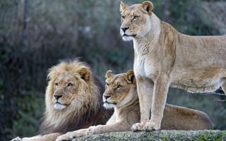 Картинка лев, ©Tambako The Jaguar, львица, семья, львы, кошки