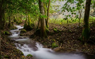 Картинка осень, лес, мох, Германия, течение, листья, деревья, ручей