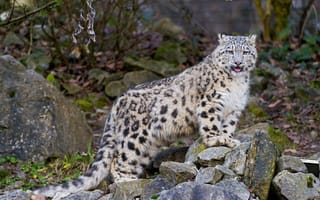 Картинка снежный барс, язык, кошка, камни, ©Tambako The Jaguar, котенок, ирбис