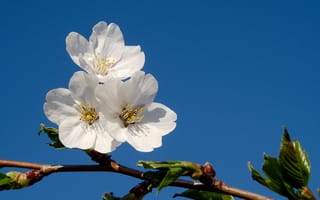 Картинка ветка, фруктовое, небо, голубое, дерево, цветки, весна