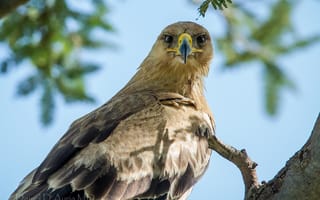 Картинка Степной орёл, взгляд, птица-хищник