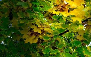 Картинка Листья, Ветки, Осень