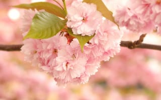 Картинка сакура, цветение, розовые, макро, цветы, листья, ветка