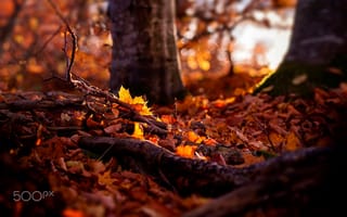 Обои осень, листва, природа, лес