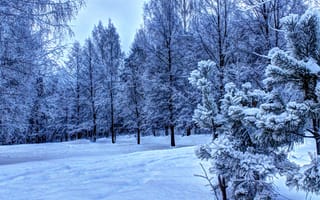 Картинка Зима, снег, Ели, лес