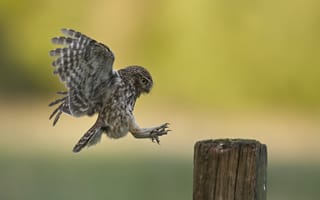 Картинка Little Owl, птица, природа