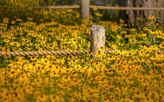 Картинка garden, fence, flowers