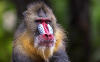 Картинка обезьяна, mammal