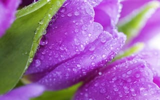 Картинка Tulips, flowers, цветы, фиолетовые, beauty, красота, violet, роса, лепестки, листья, тюльпаны
