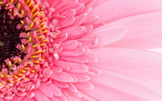 Картинка flower, petals, pink, gerbera