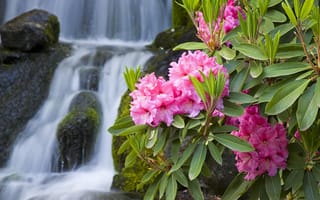 Картинка цветы, розовые, водопад, природа, камни, ветка, макро, олеандр