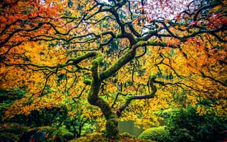 Картинка осень, Oregon, Портленд, дерево, японский клён, парк, клён, Portland, Орегон