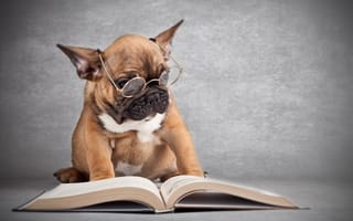 Обои собака, книга, очки