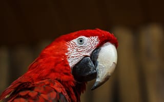 Картинка животные, взгляд, макро, глаз, клюв, попугай, перья, птица