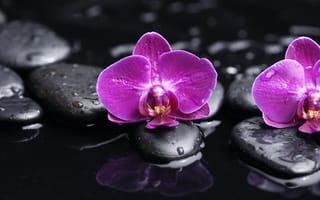 Картинка Orchid, орхидея, beauty, красота, water, лепестки, фаленопсис, капли, purple, орхидеи, цветы, tenderness, чёрные камни, phalaenopsis, flowers, нежность, petals, вода, black stones, фиолетовая, drops
