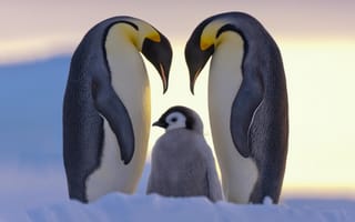 Картинка север, пингвины, семья, снег