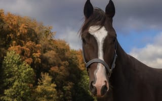 Картинка осень, взгляд, морда, конь, деревья, лошадь