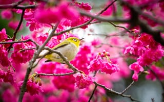Картинка весна, цветы, сакура, птица