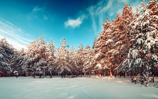 Картинка зима, лес, природа, панорама, пейзаж, снег, снежинки, сосны