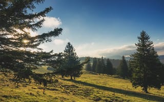 Картинка небо, солнце, облака, ели
