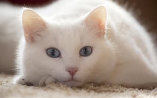 Картинка кот, белый, лежит, смотрит, взгляд