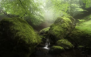 Картинка зелень, камни, природа, ручей, мох, лес
