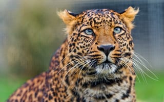 Картинка амурский леопард, взгляд, леопард, кошка, ©Tambako The Jaguar