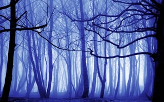 Картинка лес, деревья, туман, осень